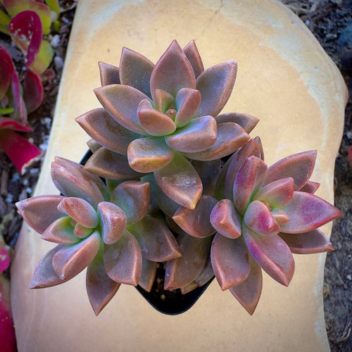 Bulk Succulent Plants